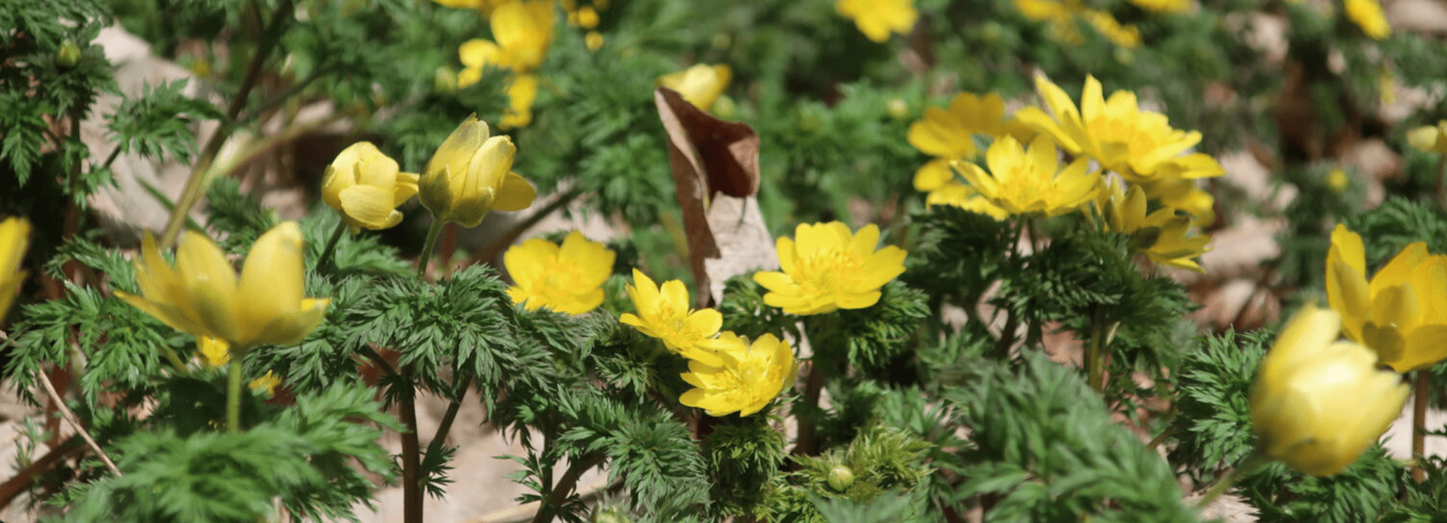 HIDA-TAKAYAMA (照片)