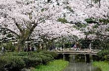 Kenrokuen Garden Spring (photo)