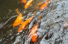 Carp of the Setogawa River (photo)