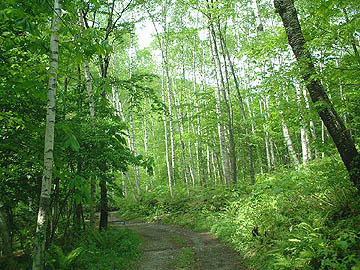 Akigami White Birch Native Forest (photo)