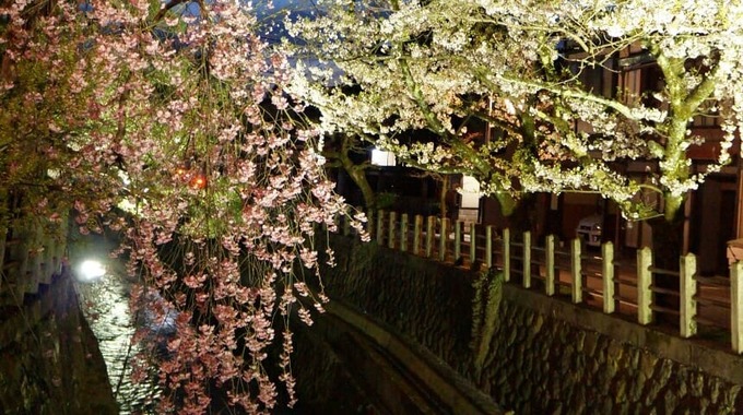 Enakogawa River illuminated in spring (photo)