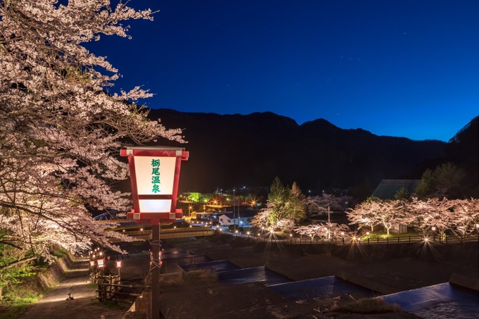 Tochio Onsen Cherry Blossom illumination (photo)