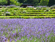 Lavender in bloom (photo)