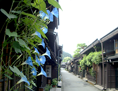 Morning Glory Fair (photo)