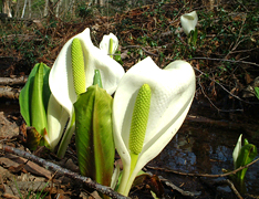 水芭蕉開花 (圖片)