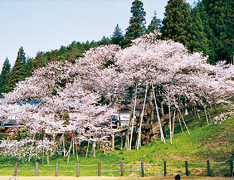 Arboles de cerezo en flor (Fotografía)