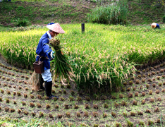 Cosecha de arroz en un kurumada, que es un campo de arroz en forma de rueda (Fotografía)