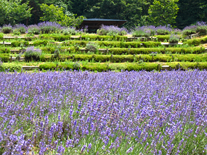 สวนดอกลาเวนเดอร์ ฮิดะ คิโยมิ (ภาพถ่าย)