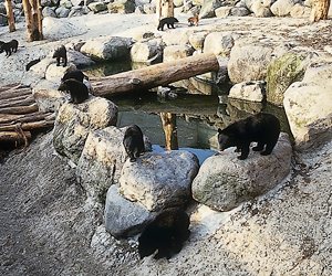 Oku Hida Bärenpark (Fotos)